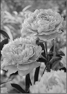 Lush Peonies Add Beauty And  Fragrance To Early Summer   Gardens