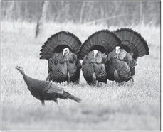 Nearly 40,000 Acres Of Private Land  Will Open To Turkey Hunters