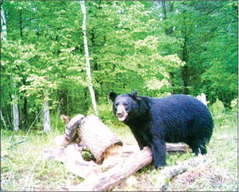 The Lure of the Bear
