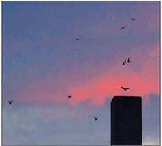 D.N.R. Asks Public to Help Count Chimney  Swifts before Southern Migration