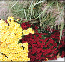 Colorful Mums for Fall Gardens and Containers