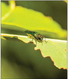 Prevent the Spread of Forest Pests, Don’t  Move Firewood