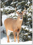 D.N.R. Asks Public to Avoid Feeding  Deer as Cold  Weather Continues